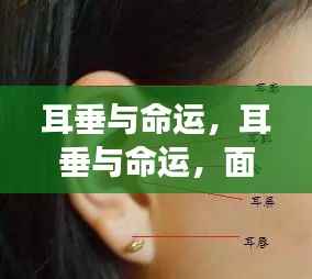 面相揭秘，耳垂与命运的神秘关联