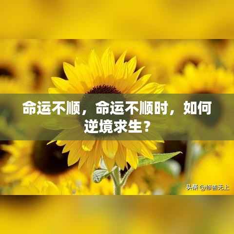 逆境求生，命运不顺时的挑战与应对之道